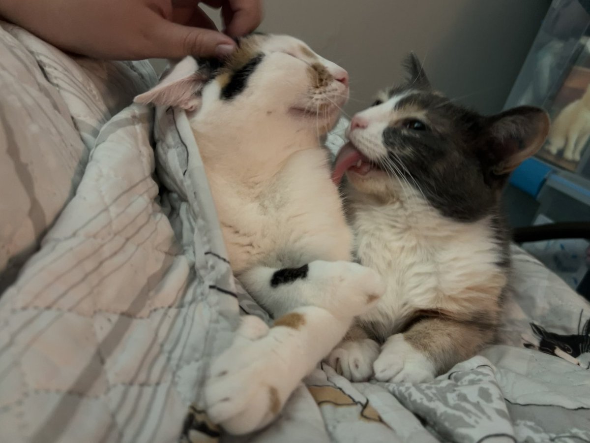oreoeocat's tweet photo. Zozo is living the dream https://t.co/URa86pYP9t