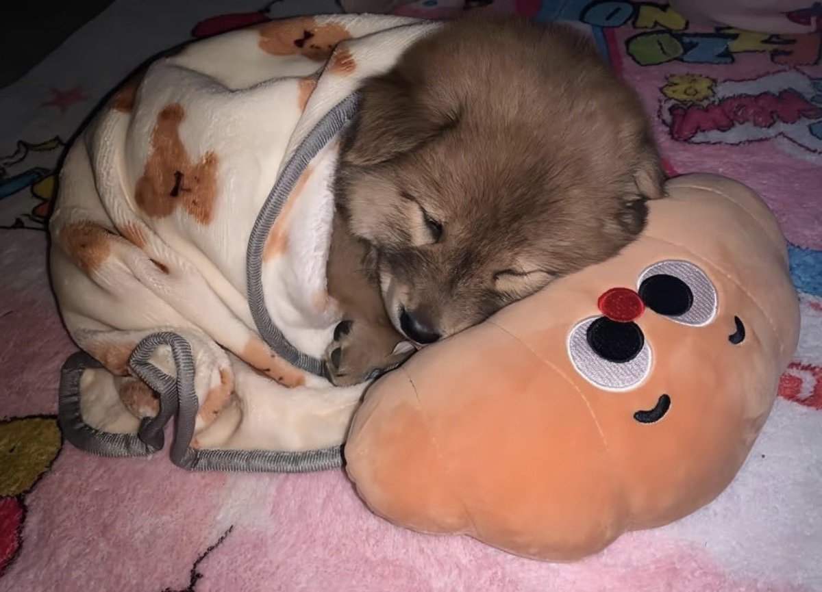 twaniimals's tweet photo. https://t.co/RIaVhuNJD6