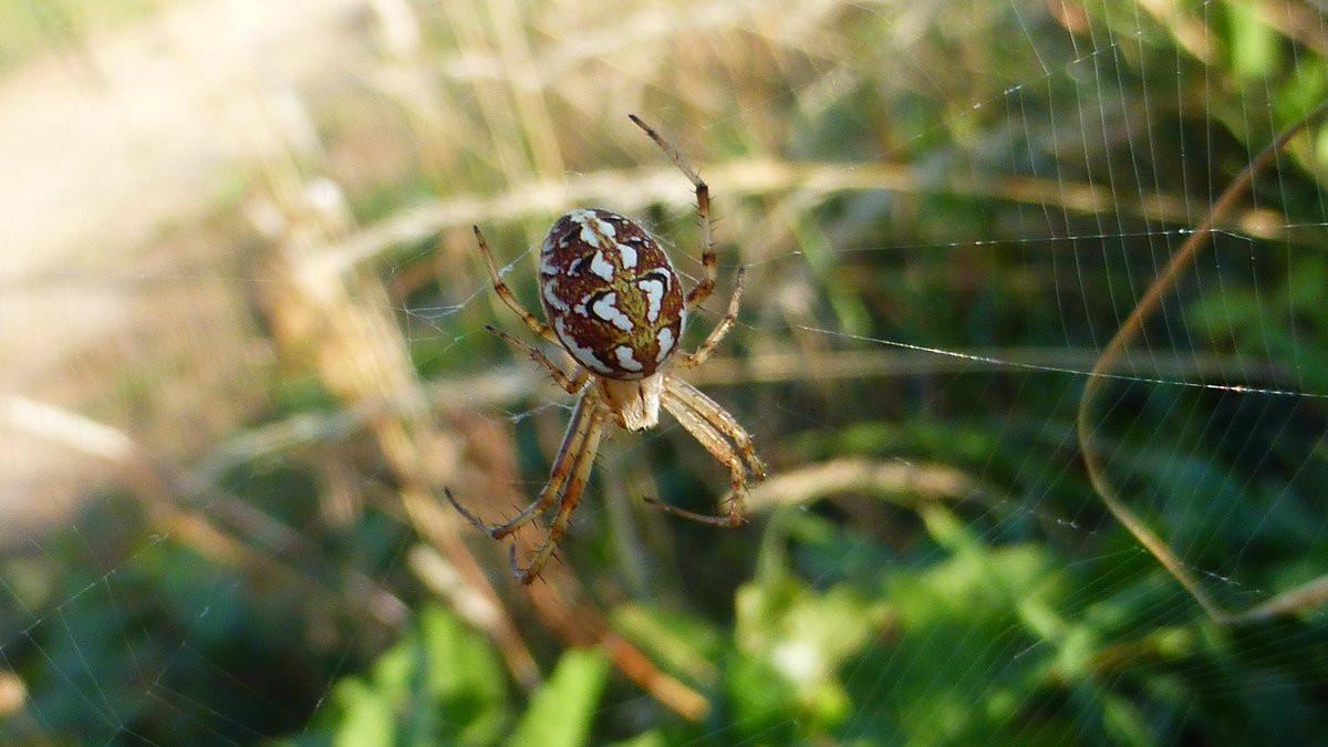 Punkrocksal's tweet photo. My fave bits along Cuckmere Haven &amp; Beachy Head last w/e. Wasp spiders (loads), a 'Beautiful orbweb' spider, wall brown butterfly; &amp; lots of six-spot burnets in Friston Forest #moths #butterflies #wildlife #nature #sea #SevenSisters #sea #coast #insects https://t.co/JDCC6N9Ys9