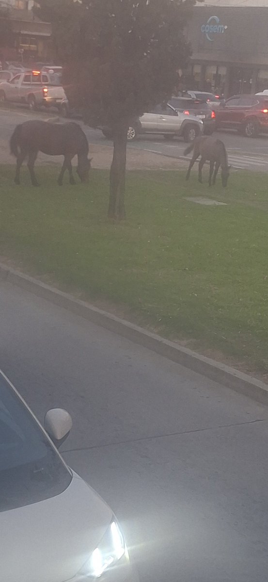 javi1035258's tweet photo. @DaniMoraguesuy Seran los mismos que filme desde el bus ,llegando de Maldonado el 4 de mayo, en los canteros de esa avenida? Y la Intendencia aun no controló eso? https://t.co/lnvvymgLeM