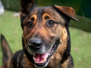Pennydoglady's tweet photo. #k9hour
Bruno DoB 15/8/18 needs adult home and careful intro's with other dogs, more info/adopt him from @gsrescueelite  UK https://t.co/o70TLwDhsV
