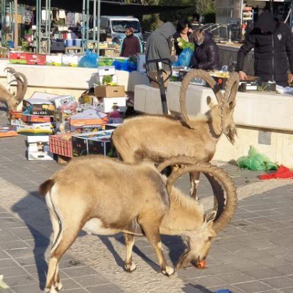 Realibexcoin's tweet photo. 🚨 BULLISH ON GREENS? Market raid spotted! 🐐🔥
Forget the charts—these local whales just bypassed the middleman and aped straight into the organic produce supply. Ultimate decentralization is when the ibexes audit the vegetable market themselves.
That’s pure $Real  value right there. No gas fees, just raw nature taking its gains. 🚀🍅
#Real #Crypto #MarketRaid #Web3Nature #HODL