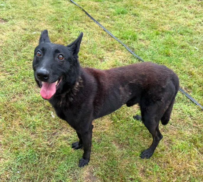 Pennydoglady's tweet photo. #k9hour
Boris 4 yr old Dutch Shepherd cross, he loves people and can live with older kids, being assessed with dogs but so far no major reactions, more info/adopt him from @gsrescueelite UK https://t.co/asZyrzp7sa