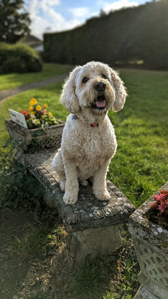 BarneyDood's tweet photo. Smiley Happy Dog!
#barneydood #minigoldendoodle #cooldood https://t.co/2nzU1mC1Mb