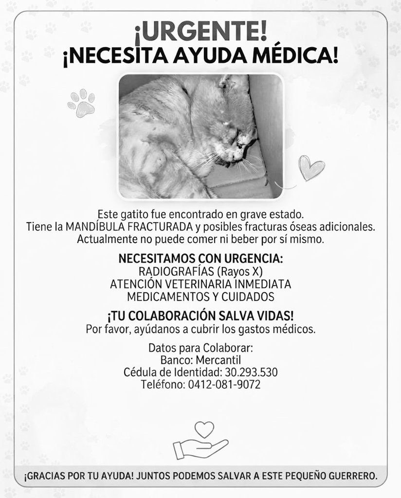 yaracalcagno's tweet photo. Difundo. Por favor ayudemos a este gatito 😭🥹 cualquier aporte cuenta de verdsd hasta 1$. Se los agradezco de corazón https://t.co/7q8tu0MOfz