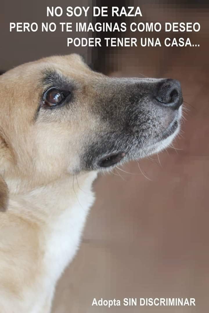 OSEDVEGOZ's tweet photo. Hoy en el día internacional del perro callejero:
Los criollos/callejeros son la mejor raza canina que existe, pues tienen lo mejor de todas las razas, dales un hogar como se lo di a Morocho.
#AmigosPeludos #AdoptaNoCompres
#AngelesDeCuatroPatas #DiaMundialDelPerroCallejero https://t.co/EIrjC5Mewj