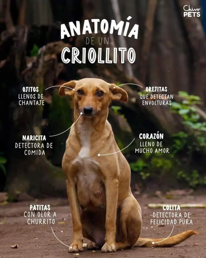 OSEDVEGOZ's tweet photo. Hoy en el día internacional del perro callejero:
Los criollos/callejeros son la mejor raza canina que existe, pues tienen lo mejor de todas las razas, dales un hogar como se lo di a Morocho.
#AmigosPeludos #AdoptaNoCompres
#AngelesDeCuatroPatas #DiaMundialDelPerroCallejero https://t.co/EIrjC5Mewj