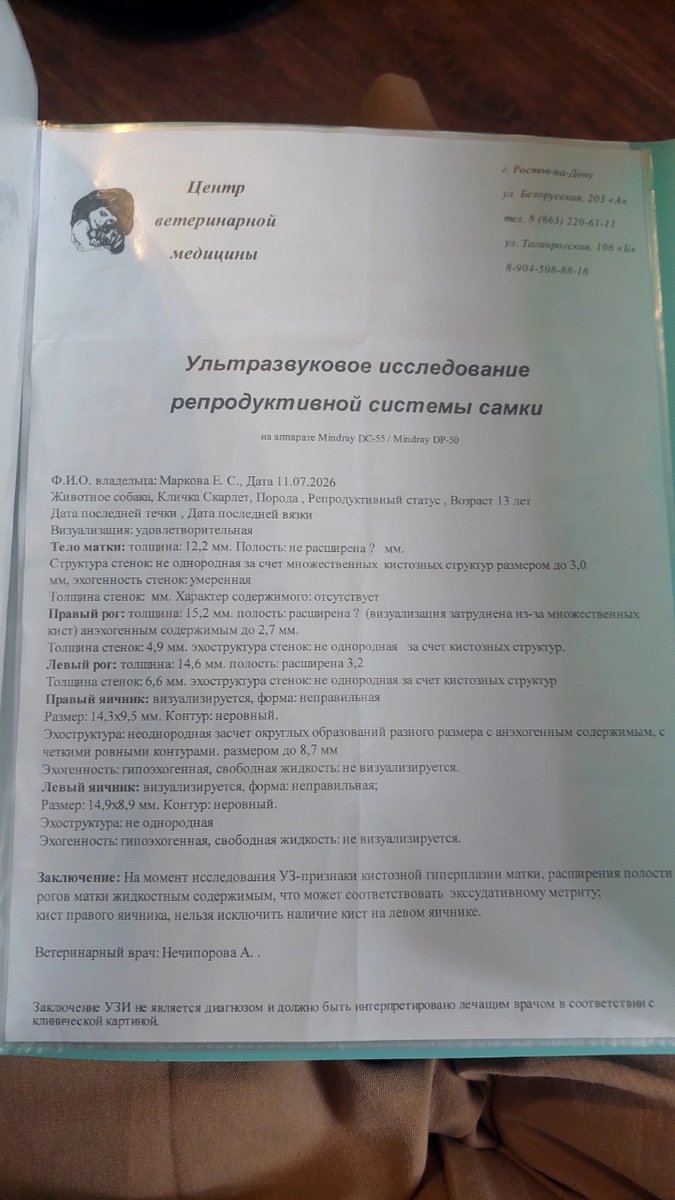 bipolarissss's tweet photo. Скарлетт очень нужна помощь 💔

25 июля ей удалили матку, яичники, опухоль, одну гряду молочных желез и лимфоузлы.
Она была не стерилизована,т.к. ее не одобряли из-за особенностей ее телосложения. Сказали, что последствий от операции будет больше, чем если ее не стерелизовать. https://t.co/F2nS07ydLN
