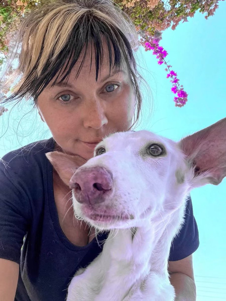 Galgos del Sol tweet media