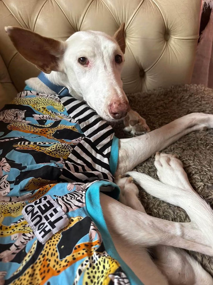 Galgos del Sol tweet media