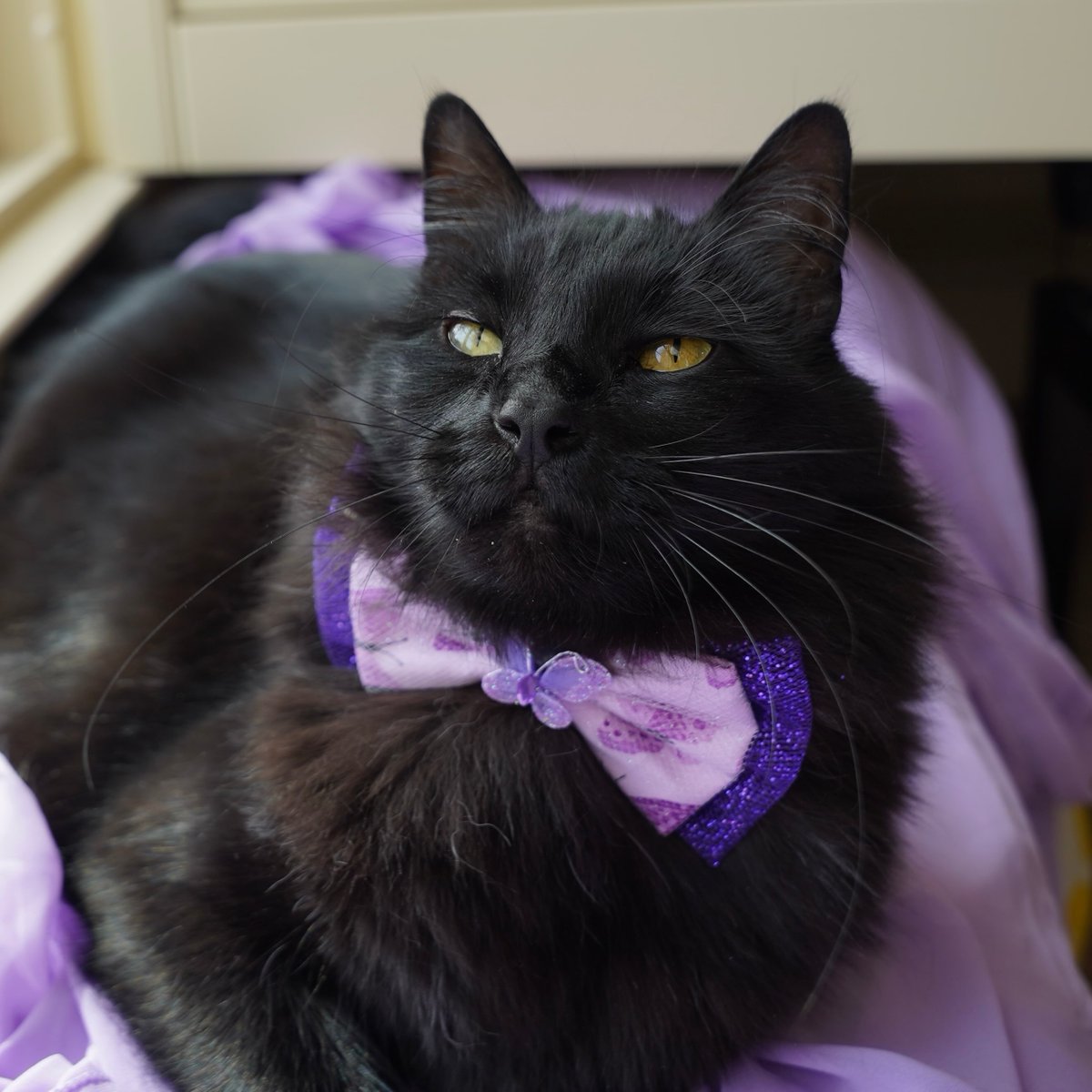 ZolderTheCat's tweet photo. Wow, Monday is here again already!  At least I look handsome and my whiskers are on fleek, am I right? https://t.co/zAkYcN9KaX