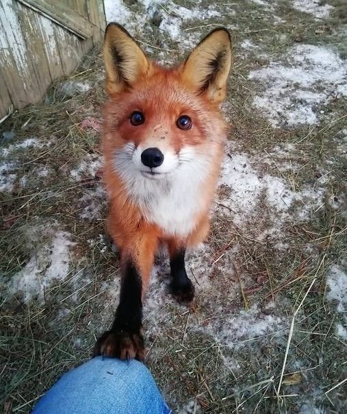 GOBLINC0RE's tweet photo. One of the most hated animals in England btw https://t.co/nPoskTKlGP