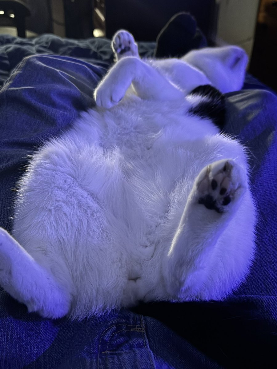 SethScreams's tweet photo. @TRHLofficial My cat Isaac used to be a foster kitten. I love him to death. https://t.co/vxg0gXqLNH