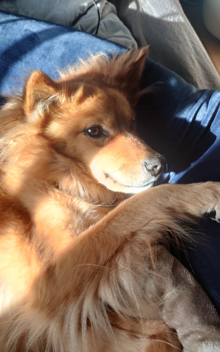 iwa_curl's tweet photo. アルカイック犬 https://t.co/goj5PXPp4F