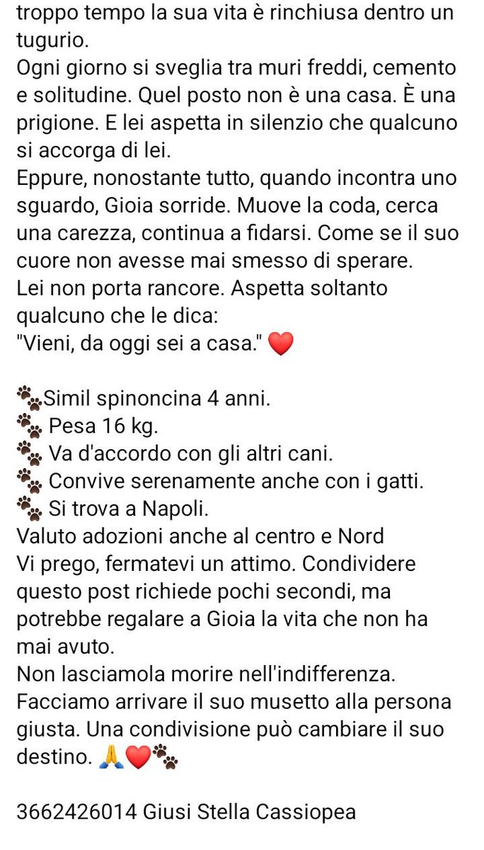 zampa_qua's tweet photo. URGENTISSIMO 🆘🆘🆘🆘🆘🆘☎️3662426014🐕"la mia speranza è che qualcuno venga a prendermi per portarmi a casa "GIOIA 4 anni,sorride mentre muove la code ,e bellissima , vive in quel posto,vi prego ha bisogno con urgenza di una famiglia 😭🙏🙏 #4voiceless Napoli #napoli https://t.co/y1E02BK7CY