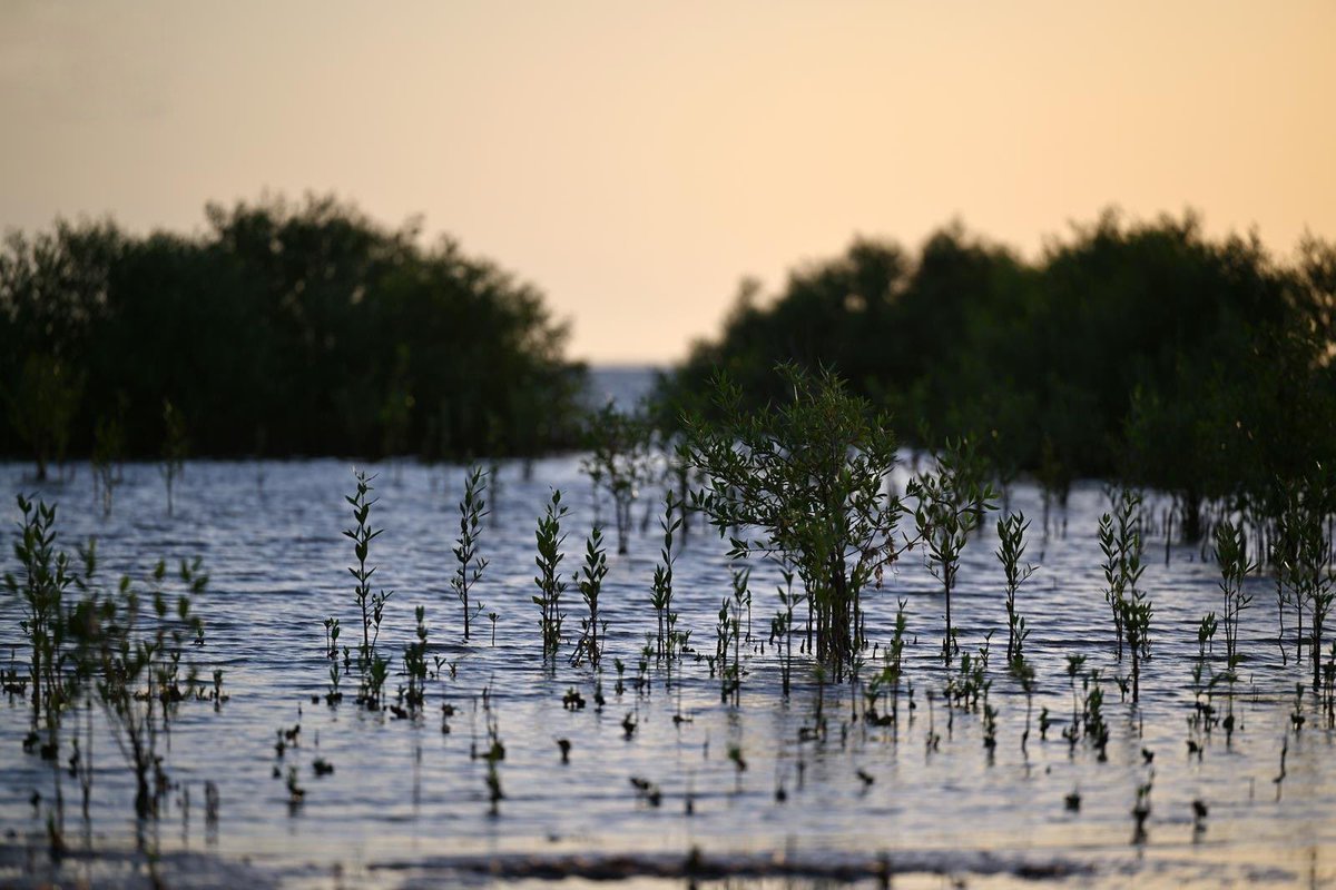 NewslyKSA's tweet photo. 🌿 غابات المانجروف في رابغ.. درع أخضر يحمي السواحل

📍 جدة - السعودية 🇸🇦
🌊 تحمي السواحل وتحد من التآكل
🐟 موائل طبيعية للأسماك والطيور
🌱 تمتص الكربون وتدعم الكربون الأزرق
🌳 مبادرة لزراعة 400 ألف شجرة مانجروف
♻️ تدعم الاستدامة والسياحة البيئية والاقتصاد الأزرق https://t.co/oUcTN1sc87