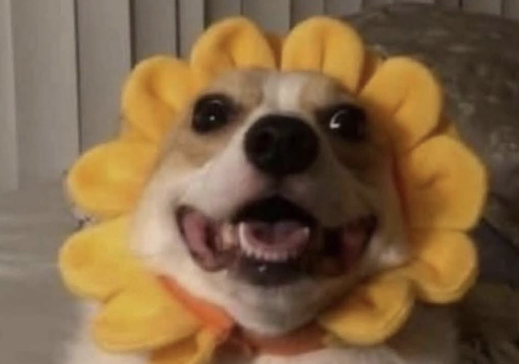 LAHDLCH's tweet photo. @sanholobeats I’m also obsessed with this one! 💛✨🤭 https://t.co/T4av1HaTxY