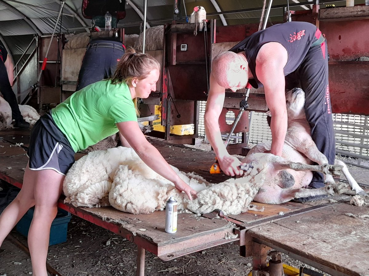 SamaHoole's tweet photo. The last overseas shearers Britain intends to let in are on the fells right now, working out the final weeks of their leave.

The door shut on 30 June. No vote, no debate, no announcement, just a date passing quietly in a summer when everyone was looking elsewhere. Those still working the Borders this week are here on leave that expires on 1 October, and when they fly out that is the end of it.

Understand what is walking out.

Six New Zealanders spent three months in one Northumberland valley last year and sheared nearly 90,000 sheep. Fifteen thousand head each, across farms from the Scottish Borders down to County Durham. They have been coming into Coquetdale for over thirty years. Since 2011 a concession has let up to 75 of them in each spring, and between them they take the wool off one and a half to two million British sheep in a window a few weeks long.

The Home Office rejected the application on 2 February. Twenty-six days of farmers writing to their MPs got it reinstated on 10 March for one final year, with a line about the sector having had fourteen years to train British workers and now being expected to transition to domestic labour.

Here is what that sentence is standing on. British Wool trains over 800 people a year, most of those courses are basic level, and most of the people on them are sheep farmers learning to do their own flock. Training was never the bottleneck. A top shearer clears a ewe in two or three minutes, calm hands, no panic in the animal, hundreds a day for weeks on end, and reaching that standard takes years of conditioning and a place in a global trade that follows the season around the planet.

Fourteen million breeding ewes. A few weeks to do them all. A sheep left in fleece gets eaten alive by maggots, so the job is not optional and the date is not negotiable.

Next spring those farms make phone calls that nobody answers.

Seventy-five shearers, once a year, and a government that could not find room for them.