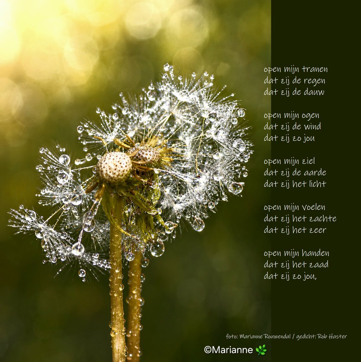 RHaster's tweet photo. Dit beeld van @MRTfotografie (Marianne Rouwendal)  druppelde woorden in mij, die ik graag teruggeef...

(misschien wel als een psalmoïek) https://t.co/CrWIyGQq20
