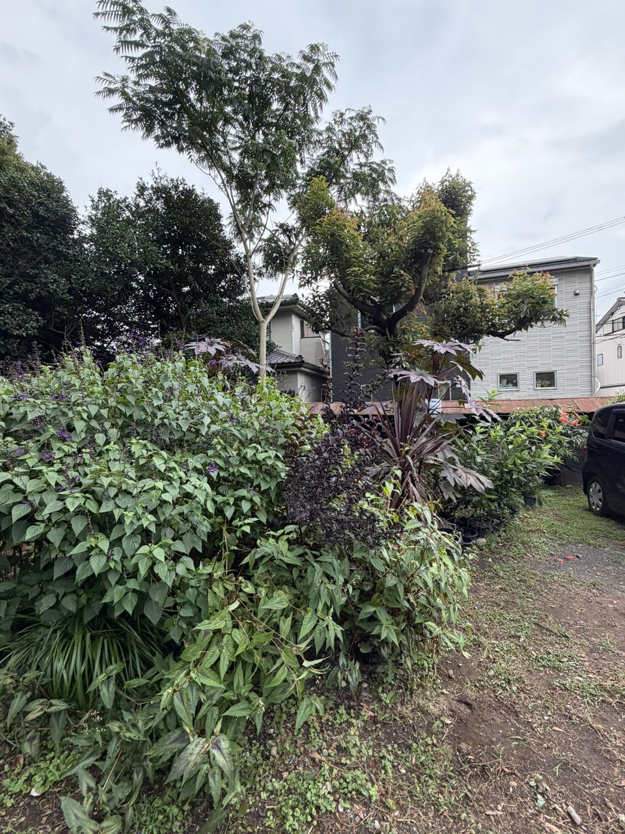 Chu2Garden's tweet photo. 〜ʕ•ᴥ•ʔ{スーパーサルビア　ロックンロール　ディープパープルの繁茂が凄いです。 https://t.co/S2TpJ8k7NQ