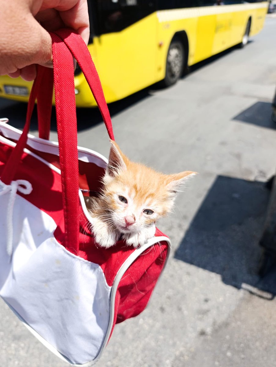 PeynirandPolo's tweet photo. Dişi sarman isteyen var mı, bu şekilde getirip teslim edebilirim https://t.co/wFkCFv2LZm
