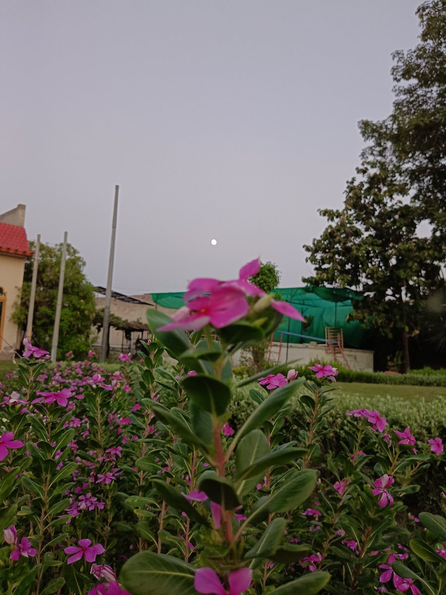 NATUREVIBESPK's tweet photo. #flower #moon https://t.co/c76YwAtxaH