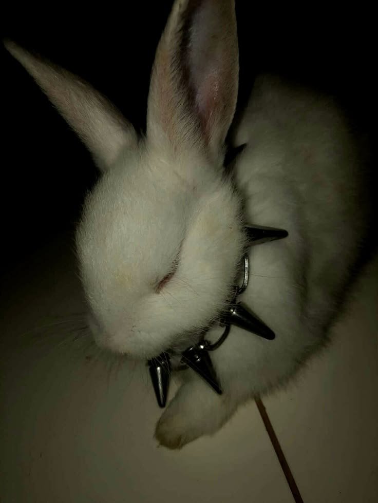 pervertedbunn's tweet photo. ⊹ ࣪ ˖ #nsfwtwt intro! ⊹ ࣪ ˖       
      ｡ﾟ•┈꒰ა ♡ ໒꒱┈•  ｡ﾟ  

𖥔  23
𖥔 sapphic/questioning sexuality (all welcome)
𖥔 he/they/she
𖥔 submissive bottom
𖥔 not new to #nsfwtwt   
𖥔 soft &amp; hard kinks
‧˚₊•┈┈┈୨୧┈┈┈•‧₊˚⊹

♡ and ↻ looking for moots! https://t.co/SKWai4EpGu