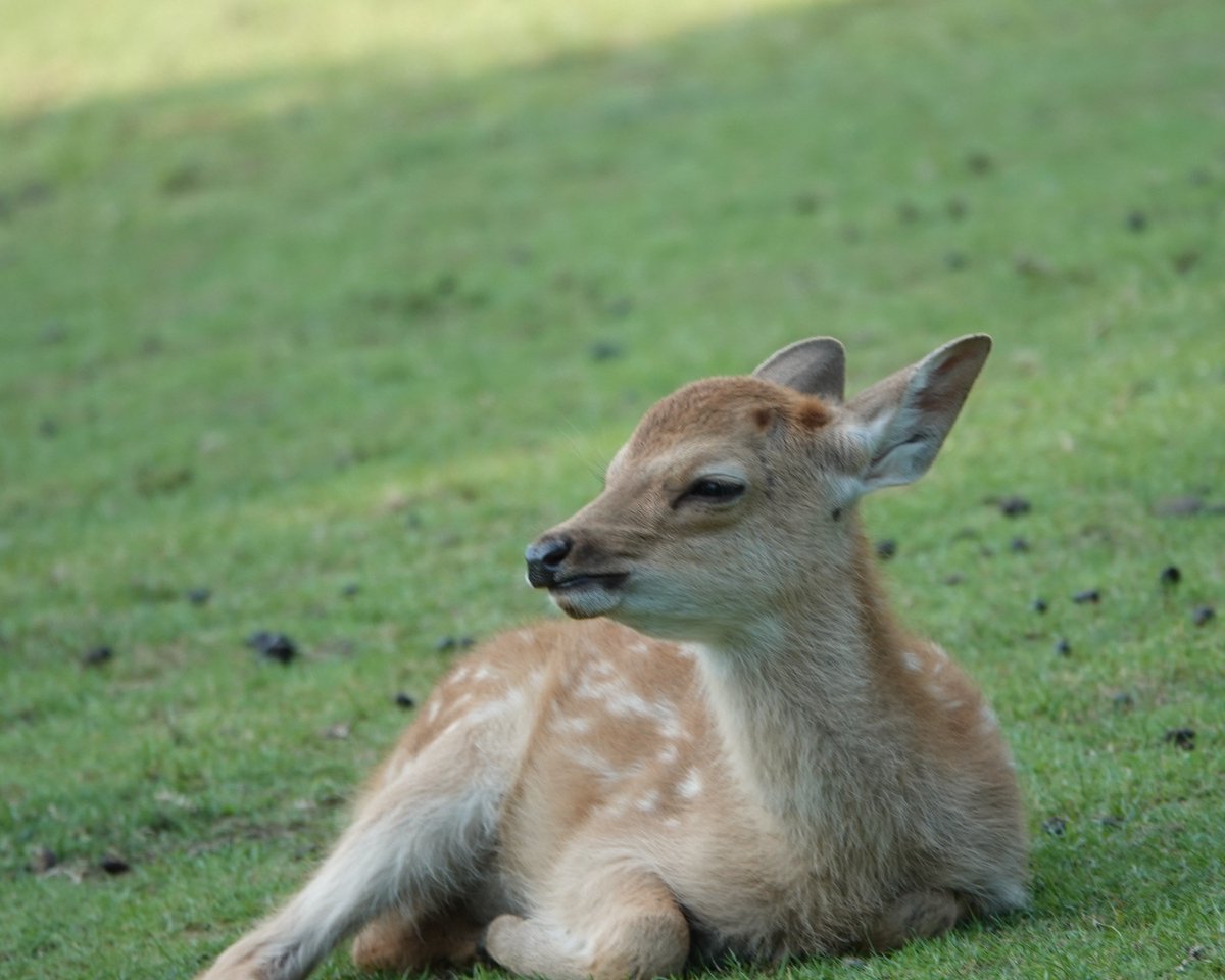 naradeerpark's tweet photo. 🤗🦌奈良公園の神鹿ちゃん🦌💘 https://t.co/w2N8oW3mOP