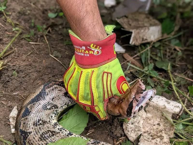 SivarNewsSV's tweet photo. 🔴 CAPTURAN MASACUATA DE CASI DOS METROS EN QUEZALTEPEQUE

🐍 Una masacuata de casi dos metros de longitud sorprendió a los habitantes del cantón Primavera Arriba, en Quezaltepeque, La Libertad, luego de aparecer en una calle de la zona.

🚑 Socorristas de Cruz Roja Salvadoreña acudieron al lugar y lograron ubicar al reptil, que se había introducido en varias propiedades.

🌳 Tras ser capturada, la serpiente fue liberada en una zona boscosa, lejos de las viviendas.