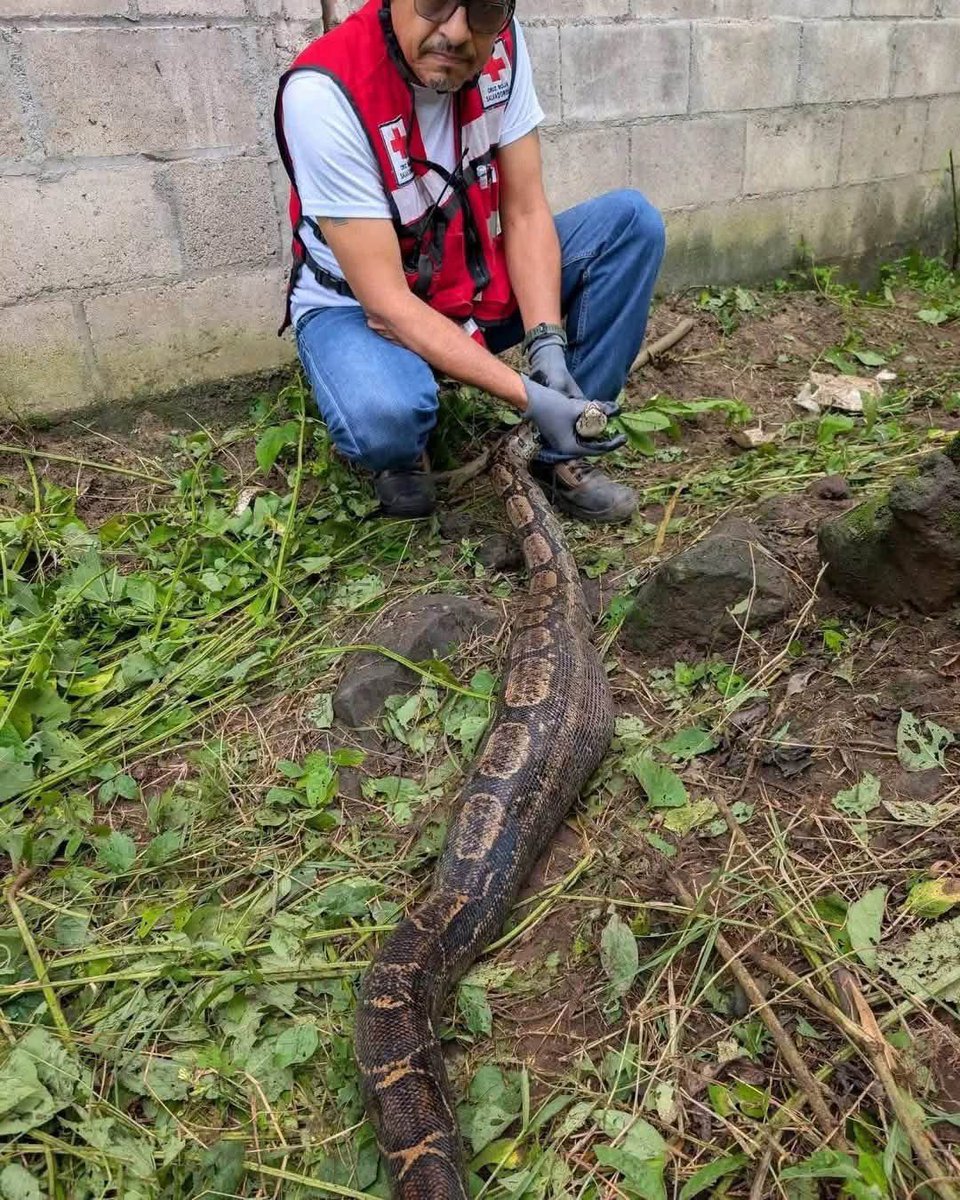 SivarNewsSV's tweet photo. 🔴 CAPTURAN MASACUATA DE CASI DOS METROS EN QUEZALTEPEQUE

🐍 Una masacuata de casi dos metros de longitud sorprendió a los habitantes del cantón Primavera Arriba, en Quezaltepeque, La Libertad, luego de aparecer en una calle de la zona.

🚑 Socorristas de Cruz Roja Salvadoreña acudieron al lugar y lograron ubicar al reptil, que se había introducido en varias propiedades.

🌳 Tras ser capturada, la serpiente fue liberada en una zona boscosa, lejos de las viviendas.