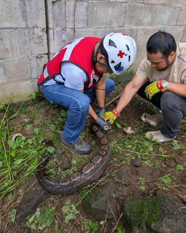 SivarNewsSV's tweet photo. 🔴 CAPTURAN MASACUATA DE CASI DOS METROS EN QUEZALTEPEQUE

🐍 Una masacuata de casi dos metros de longitud sorprendió a los habitantes del cantón Primavera Arriba, en Quezaltepeque, La Libertad, luego de aparecer en una calle de la zona.

🚑 Socorristas de Cruz Roja Salvadoreña acudieron al lugar y lograron ubicar al reptil, que se había introducido en varias propiedades.

🌳 Tras ser capturada, la serpiente fue liberada en una zona boscosa, lejos de las viviendas.