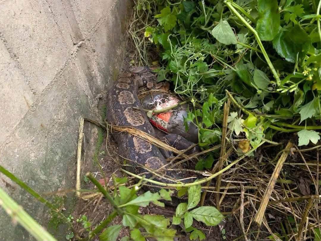 SivarNewsSV's tweet photo. 🔴 CAPTURAN MASACUATA DE CASI DOS METROS EN QUEZALTEPEQUE

🐍 Una masacuata de casi dos metros de longitud sorprendió a los habitantes del cantón Primavera Arriba, en Quezaltepeque, La Libertad, luego de aparecer en una calle de la zona.

🚑 Socorristas de Cruz Roja Salvadoreña acudieron al lugar y lograron ubicar al reptil, que se había introducido en varias propiedades.

🌳 Tras ser capturada, la serpiente fue liberada en una zona boscosa, lejos de las viviendas.