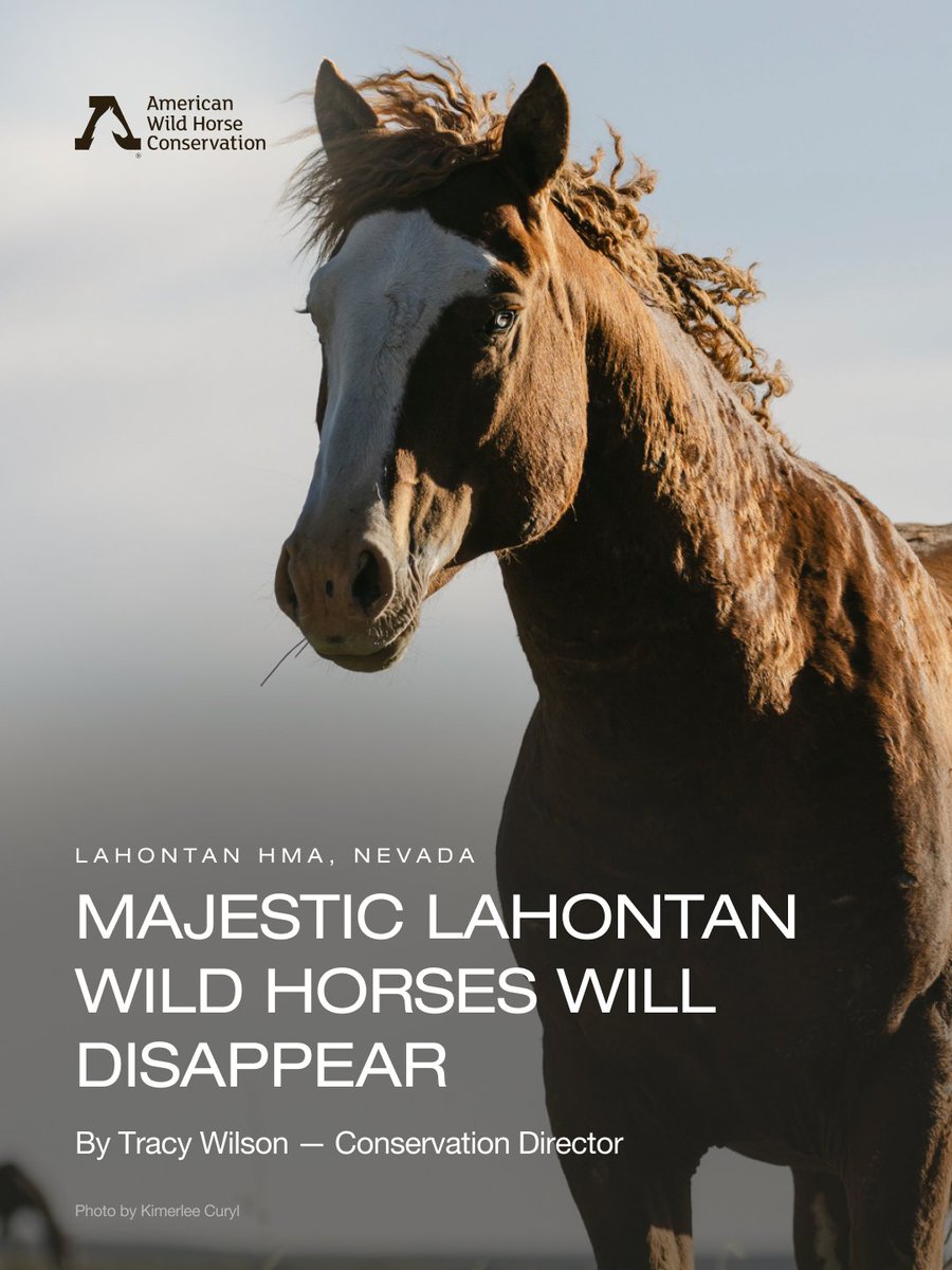 American Wild Horse Conservation tweet media
