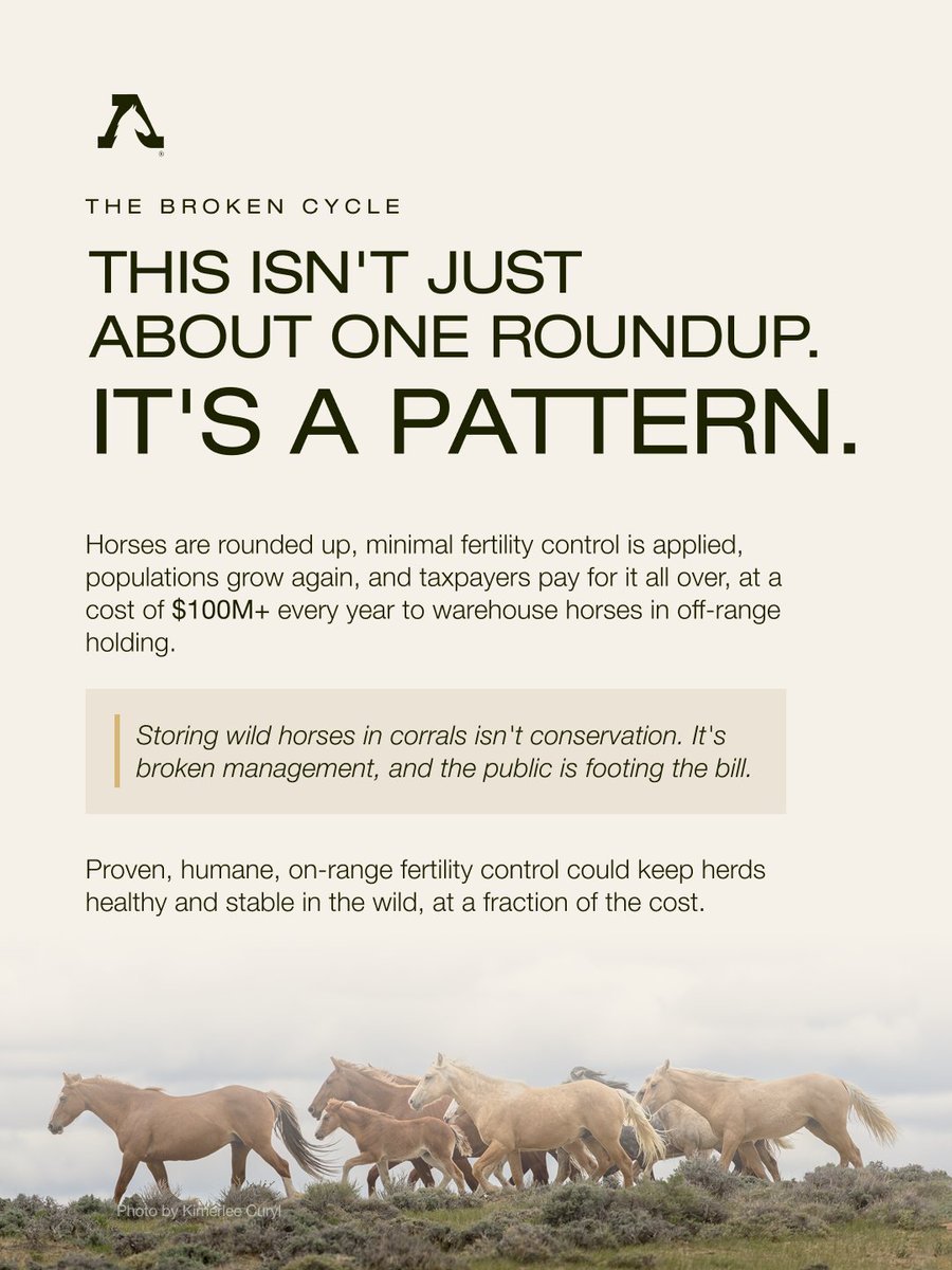 American Wild Horse Conservation tweet media