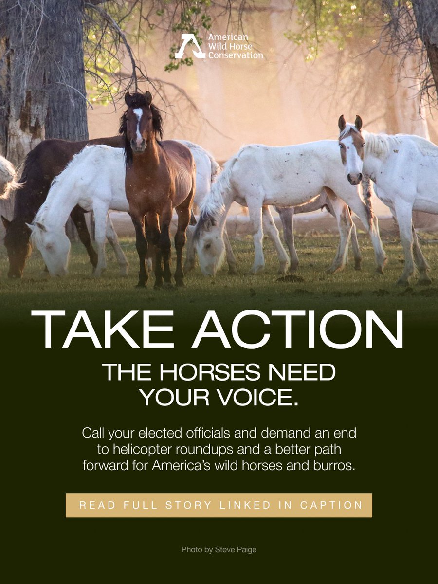 American Wild Horse Conservation tweet media