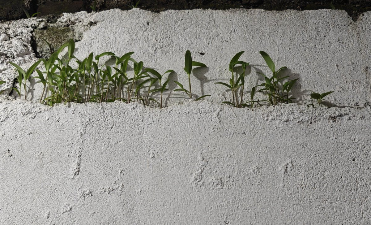 PoetWarrior9's tweet photo. Its new rain,
The plants sprout out of a concrete wall.

They take birth and grow,
Despite resistance of them all.

#nature #resilience #beauty https://t.co/EEX0Bgn4Tk