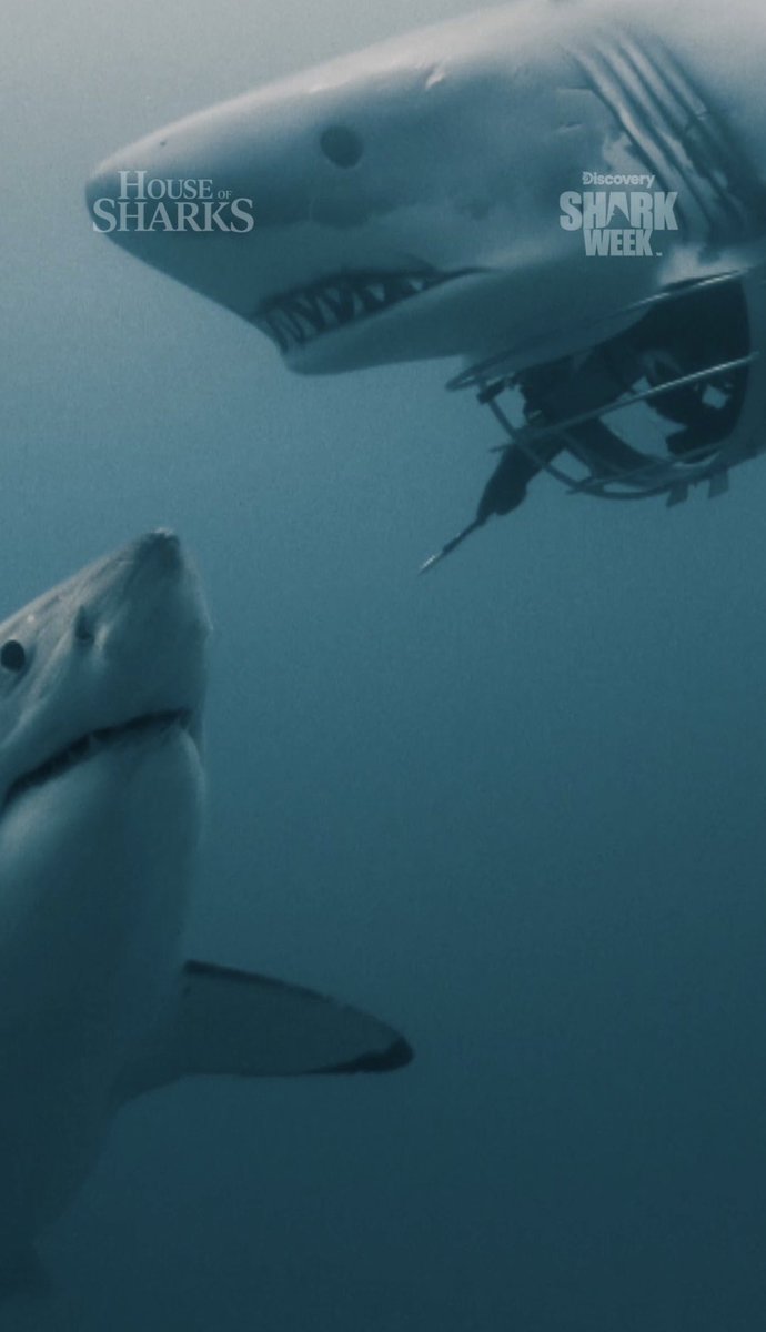 DrGuttridge's tweet photo. Shark-shaped cage = the ultimate tool for collecting DNA samples from white sharks #houseofsharks @SharkWeek @Discovery #sharkweek https://t.co/Wj1EWAX1of