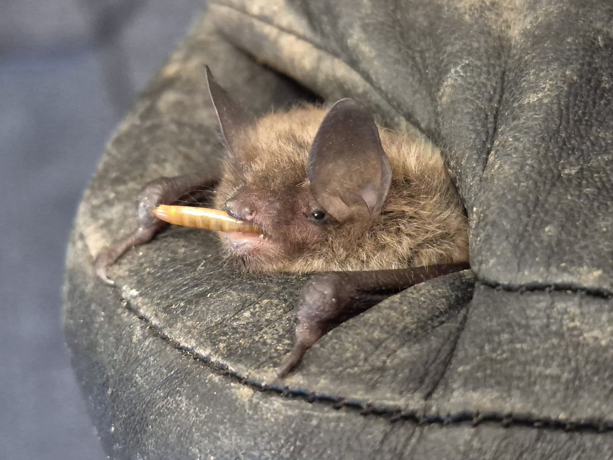 lizardschwartz's tweet photo. Busy day for not-pipistrelles for me today! https://t.co/ydQRRRsFnk
