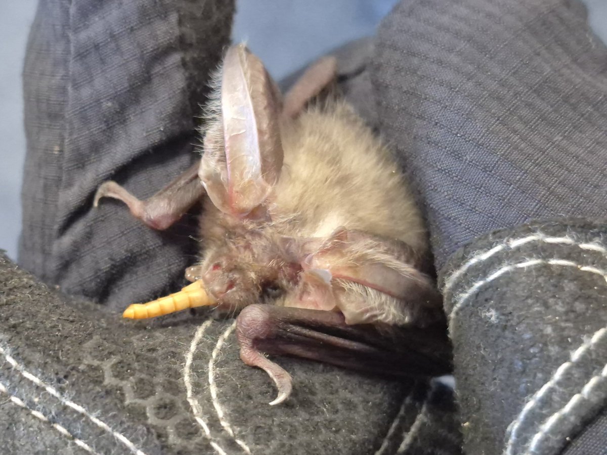 lizardschwartz's tweet photo. Busy day for not-pipistrelles for me today! https://t.co/ydQRRRsFnk