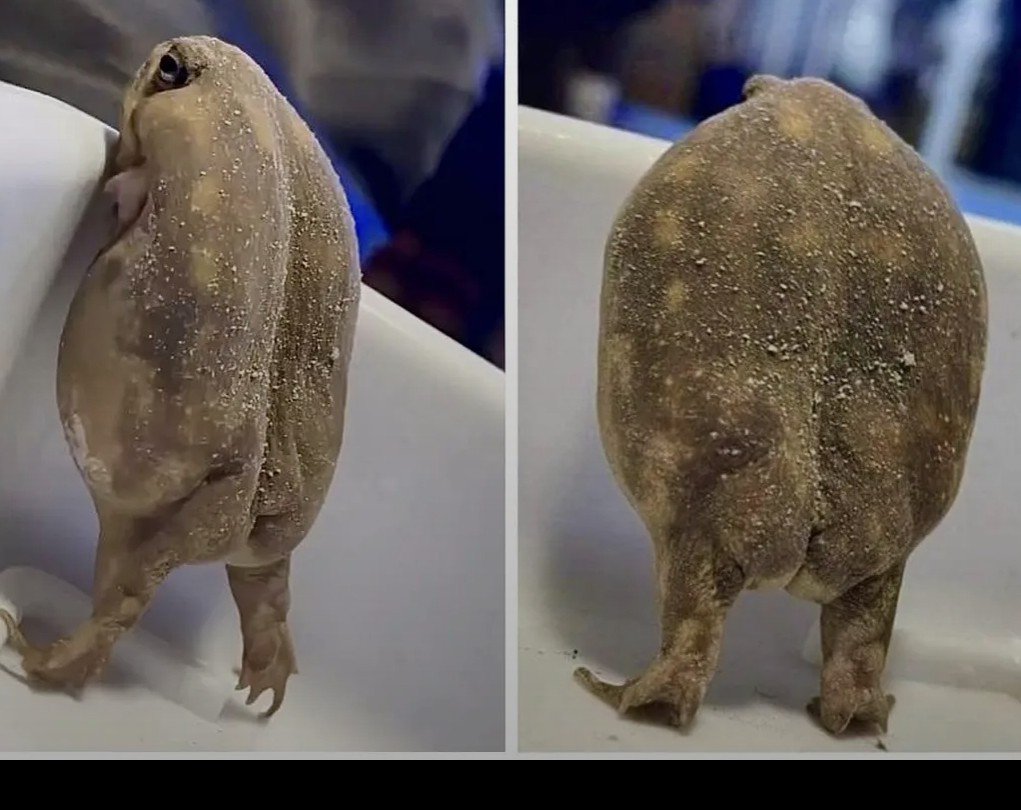 shsinno's tweet photo. my ed has me feeling like one of these frogs

big body tiny ass 😭 https://t.co/zZRYJYoavc