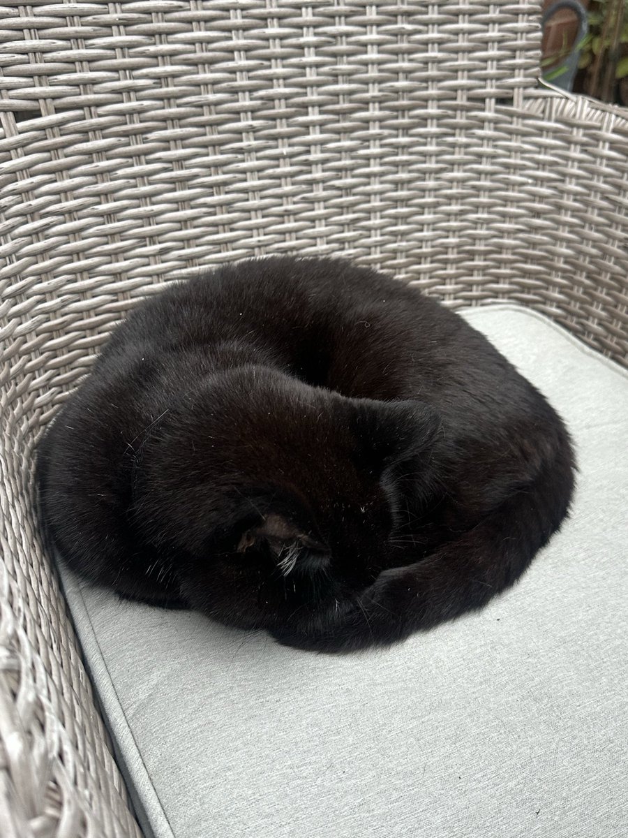 Munch Pudding™️ 🐈‍⬛ ✌🏼 🇵🇸 🇨🇺 🇬🇱 🇪🇺 tweet media