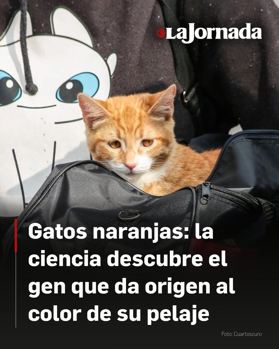 lajornadaonline's tweet photo. Un par de estudios publicados en la revista Current Biology e identificados por la Gaceta UNAM revelaron que la coloración naranja en los gatos domésticos es causada por variaciones en el gen ARHGAP36.

La investigación genética determinó que una leve modificación en la región reguladora del ADN activa este gen dentro de las células pigmentarias, estimulando la producción masiva de feomelanina, sustancia responsable de los tonos anaranjados y rojizos. Además, las investigaciones genéticas lograron resolver por qué la gran mayoría de los gatos con pelaje anaranjado corresponden al género masculino.

Más información en: https://t.co/wDNCPf2QLY