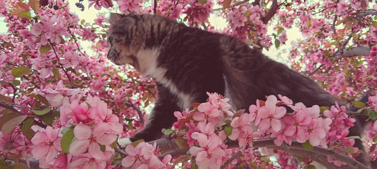 floor___board's tweet photo. still some of fav pics ive taken of my cat https://t.co/3xF7zJwSkm