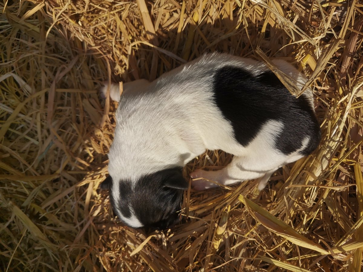 EarleanFor5o's tweet photo. [My little fur pal just hit 6 months old! From a tiny squirming pup to this playful ball of chaos full of zoomies and cuddles—growth never looked this sweet ]， https://t.co/7yOQEYQGVt