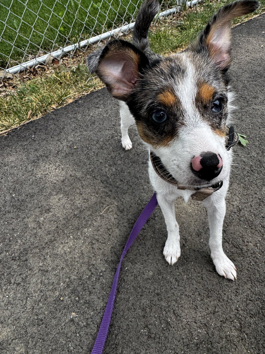 KitAndKim's tweet photo. My training walk today in 4 parts. Act one. https://t.co/cZRWVTGlTz