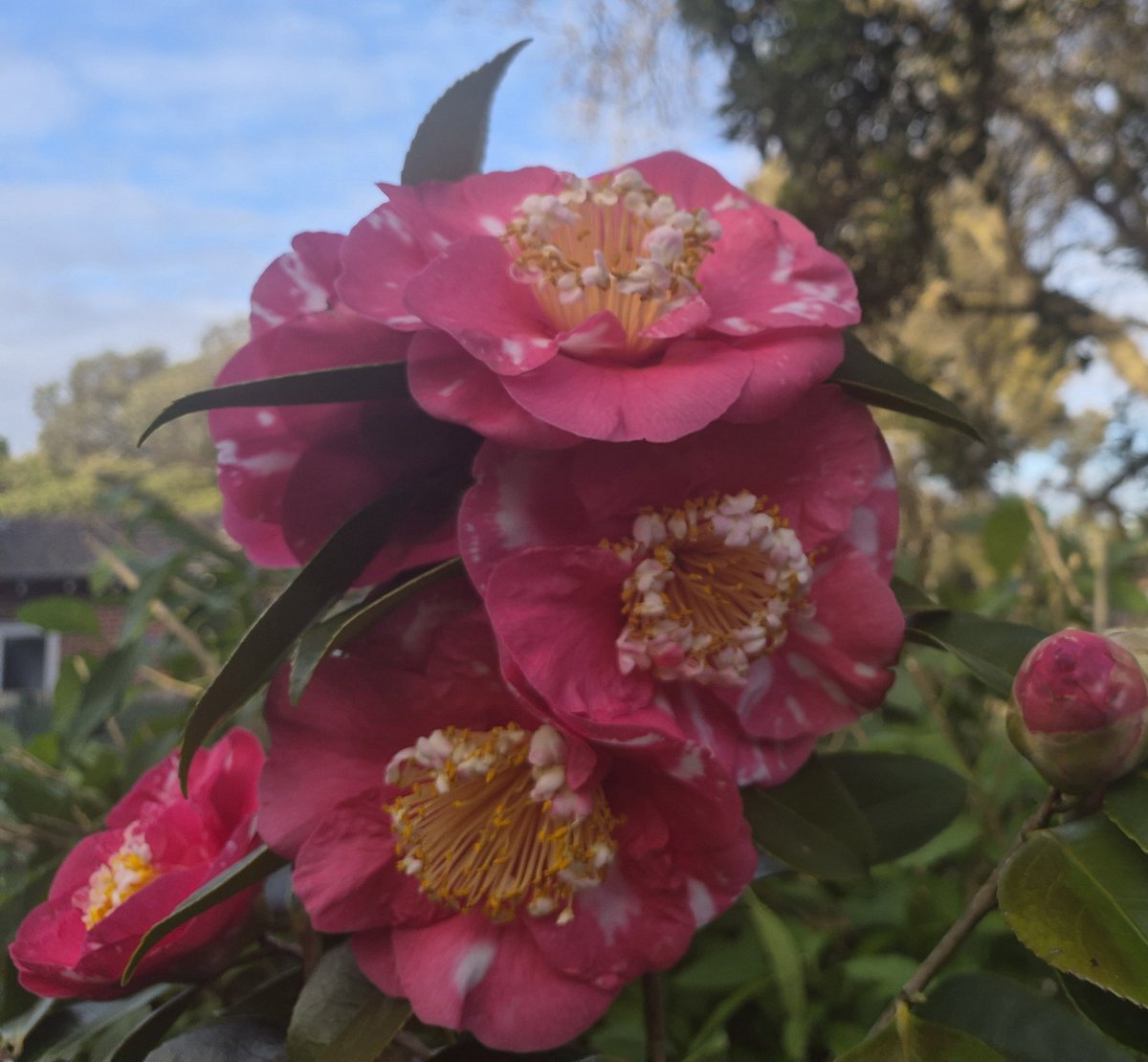 StuartWilliams_'s tweet photo. Camellia cultivar in Dad's garden https://t.co/ztZ6b7V55P