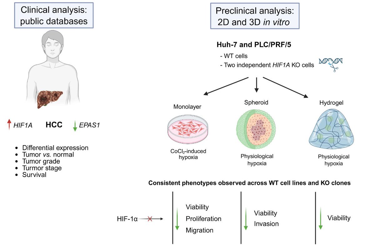 OAgenetics's tweet photo. Check out Biology Direct's featured article:
Impeding hypoxia-driven tumor progression in #Hepatocellular #Carcinoma: clinical and pre-clinical analyses using 2D and 3D
➡️https://t.co/yuWAMSw1VW
#InVitroModels https://t.co/f0GzsNPOHH