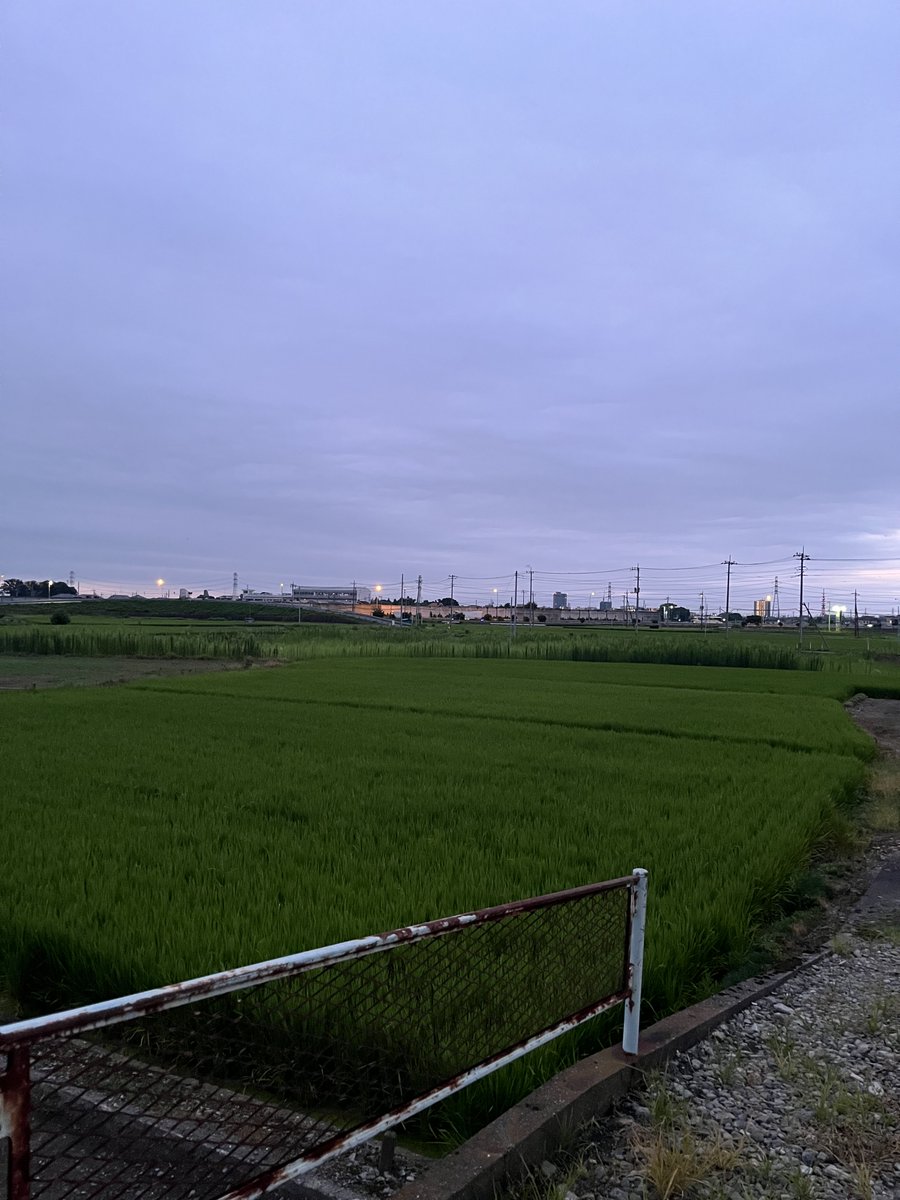 ぐれこ tweet media