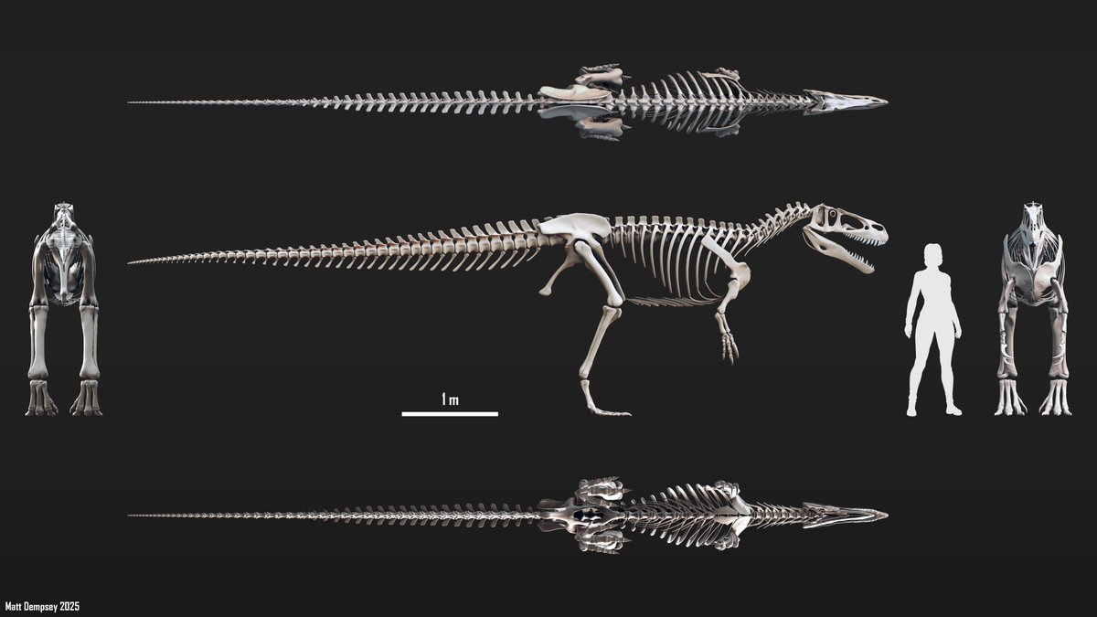 Sketchy_raptor's tweet photo. Future Fossils is developed with the support of the Oxford University Museum of Natural History, so we're going back to where it all began: Megalosaurus. 

For the first phase, I sculpted a generalised skeleton in my usual style, based on the syntype series &amp; related taxa.

(3/6) https://t.co/fbkLF5ech2