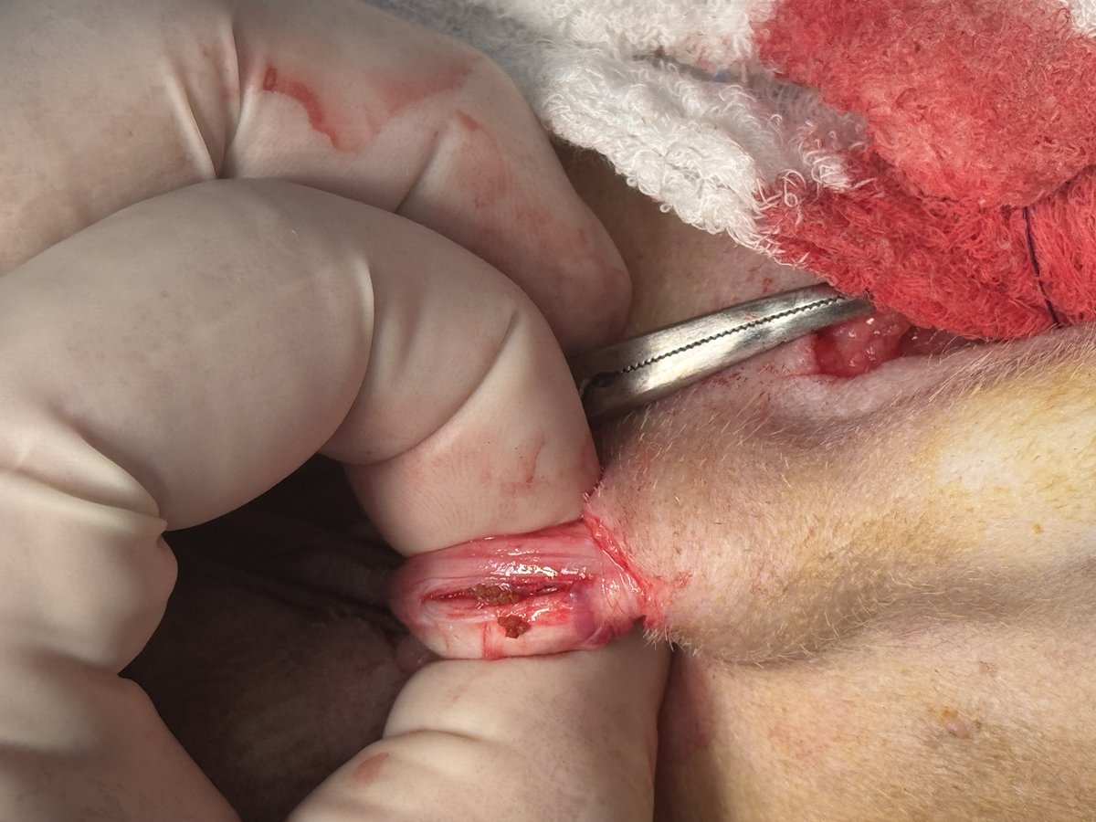 _ACOxford's tweet photo. Urinary blockage in dogs is a medical emergency 🚨 Signs include straining, blood, or pain when urinating. In this case, a Urethrotomy was required to relieve the blockage of stones in the urethra! 🐾 https://t.co/Q9sL4sscxC